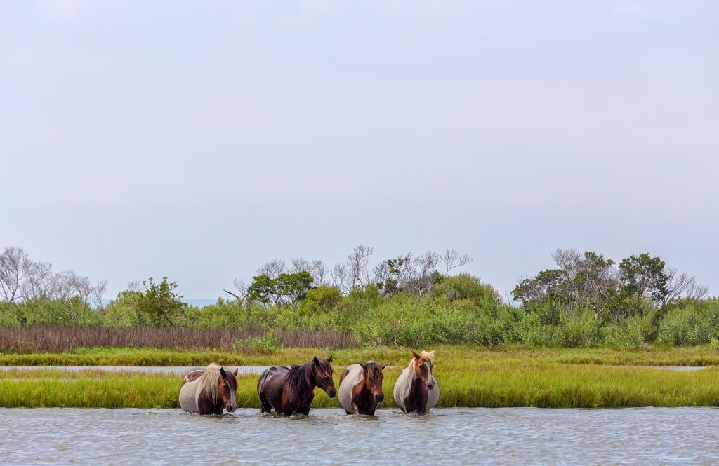 Chincoteague Inn Buitenkant foto